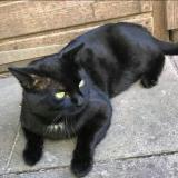 Picture of cat lost at Schiltigheim