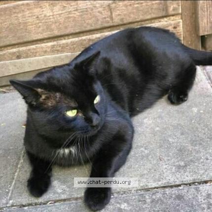 Photo 1/1 C&eacute;sar Chat lost in Schiltigheim