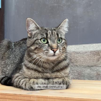 Photo 1/1 Iris Chat lost in Beuvrages