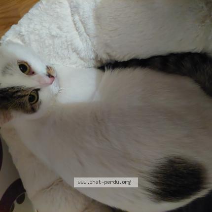 Photo 1/1 Cricket Chat lost in Peillac