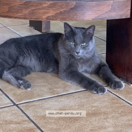 Photo 1/1 Dust Chat lost in La meaugon