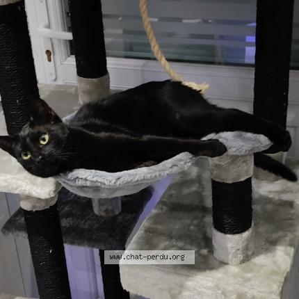 Photo 1/2 Thanos Chat lost in Sailly labourse