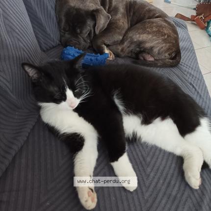 Photo 1/1 Wall-e Chat lost in La ferte saint aubin