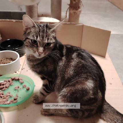 Photo 1/1 Portos Chat lost in Pietrain