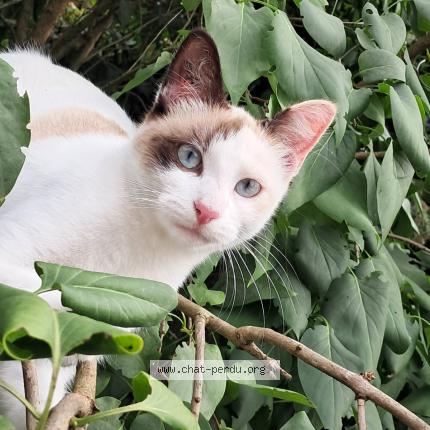 Photo 1/1 Vanille Chat lost in Lescure d albigeois