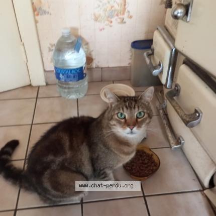 Photo 1/2 Rocky sur papier rocheux Chat lost in Montmedy