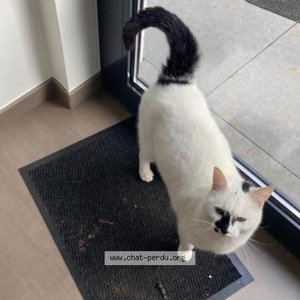 Photo 1/1 Jumpy Monday Chat lost in Casteau