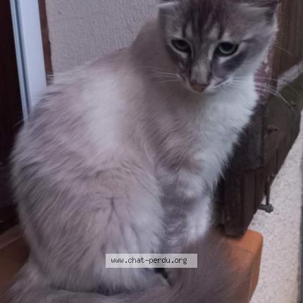 Photo 1/1 Hermod Chat lost in Bon encontre