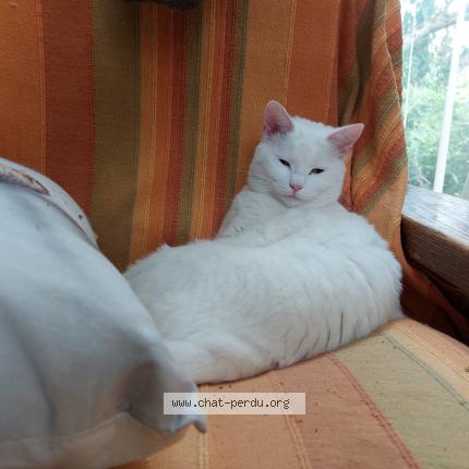 Photo 1/1 Lune Chat lost in Olivet