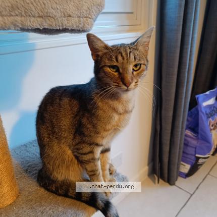 Photo 1/1 Vador Chat lost in St nolff