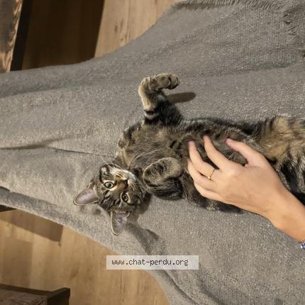 Photo 1/1 Uggy Chat lost in Le mans