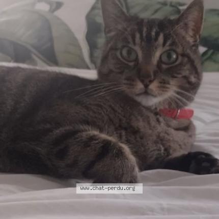 Photo 1/1 ELIOT Chat lost in Generac et alentours