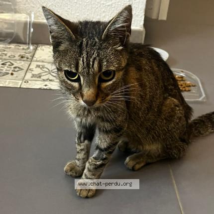 Photo 1/1 Cat reunited Found in Montigny les cormeilles