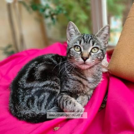 Photo 1/1 AKKA Chat lost in Toulouse