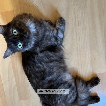 Photo 1/1 Maïa Chat lost in Bordeaux