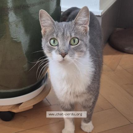 Foto einer verlorenen Katze in Pully
