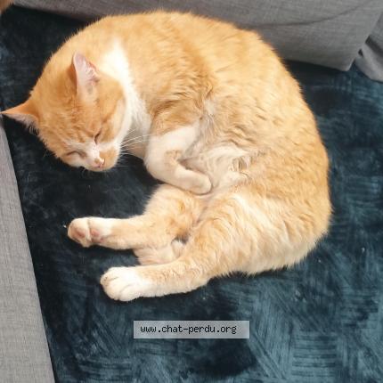 Photo 1/1 Rafiki Chat lost in Rieupeyroux