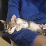 Picture of cat found at Saint Priest