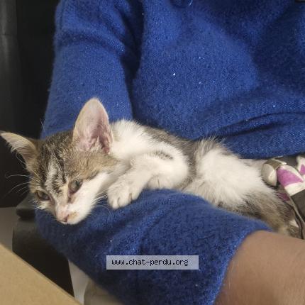 Photo 1/1 Found cat Found in Saint priest