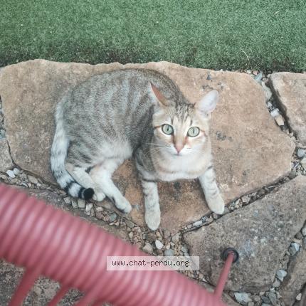 Photo 1/1 Beretta Chat lost in Saint didier au mont d or