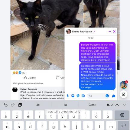 Photo 1/1 Montiti Chat lost in Epernay