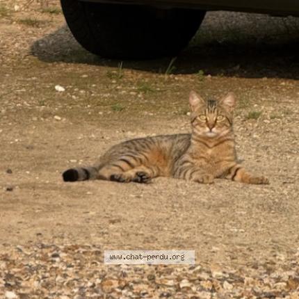 Photo 1/1 Neo Chat lost in Saint pierre la garenne
