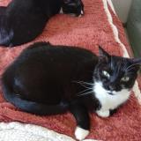 Picture of cat lost at Montpellier