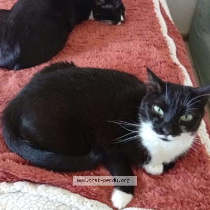 Photo 1/1 Mignonne Chat lost in Montpellier