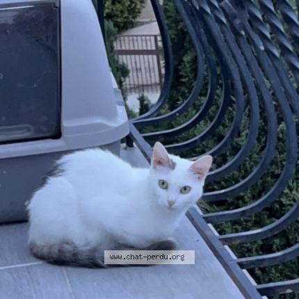 Photo 1/1 Suna Chat lost in Perpignan