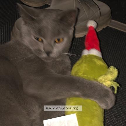 Photo 1/1 Raven Chat lost in Henin beaumont