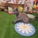 Picture of cat lost at Henin Beaumont