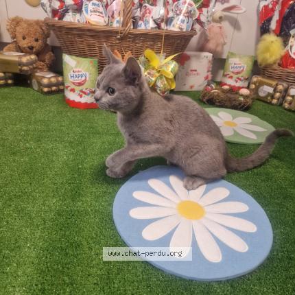 Photo 1/1 Raven s Chat lost in Henin beaumont