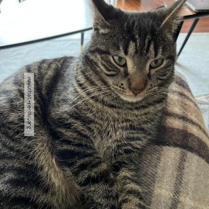 Photo 1/1 Ryder Chat lost in Nivolas vermelle