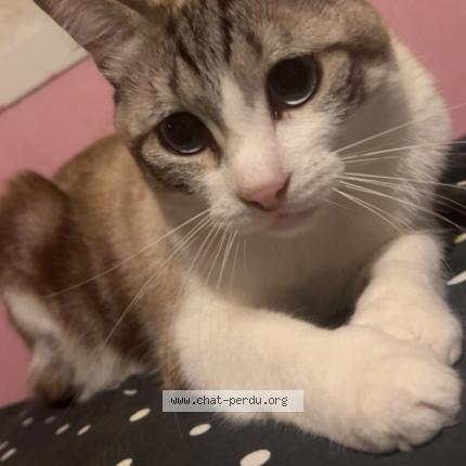 Photo 1/1 Daysi Chat lost in Villeneuve d ascq