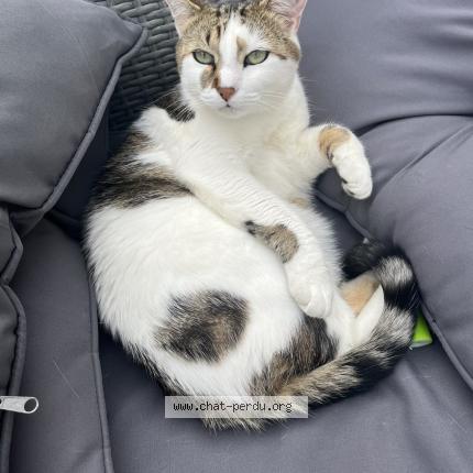 Photo 1/2 Moelleux Chat lost in Brem sur mer