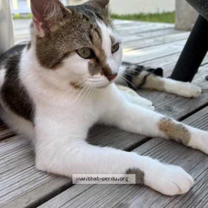 Photo 2/2 Moelleux Chat lost in Brem sur mer