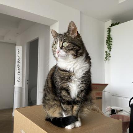 Photo 1/1 Prune Chat lost in Caen