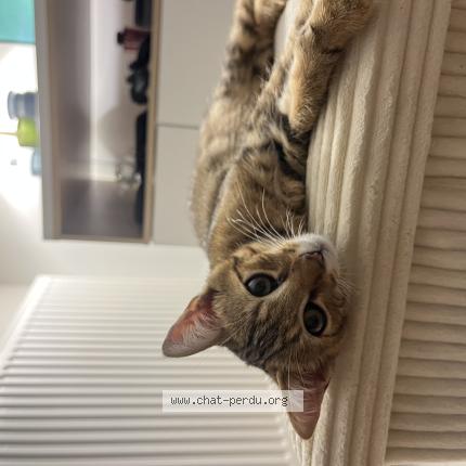 Photo 1/1 Biggy Chat lost in Roques