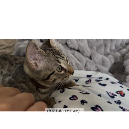 Photo 1/1 Mistigri Chat lost in Lambersart