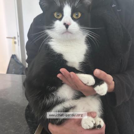 Photo 1/1 nanou Chat lost in Wittenheim