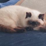 Picture of cat lost at Tournefeuille