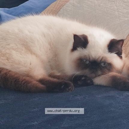 Photo 1/1 Wanda Chat lost in Tournefeuille