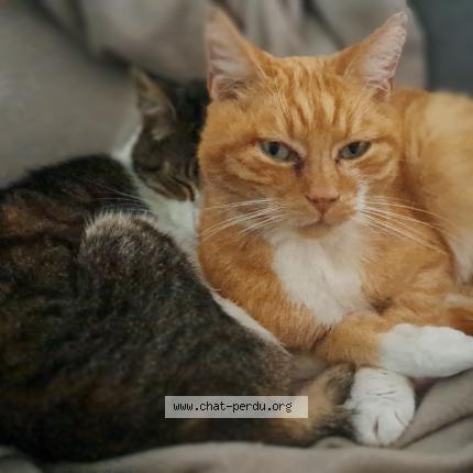 Photo 1/1 Kumar Chat lost in Lanaye