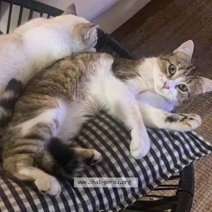 Photo 1/1 MOLLY Chat lost in Bouliac