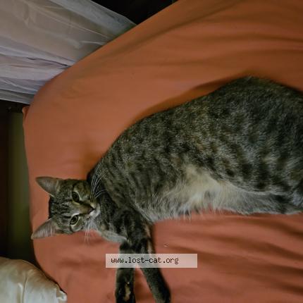 Picture of cat lost at Carbondale