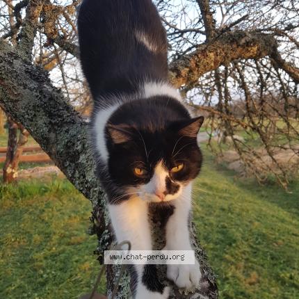 Photo 1/1 Khéphri Chat lost in Gavaudun 47150