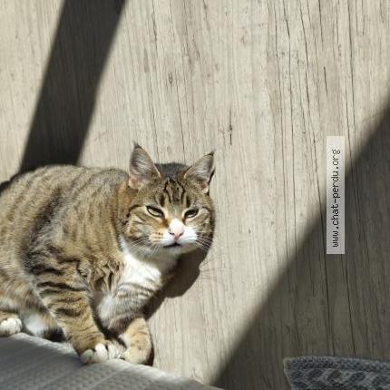 Photo 1/1 Dana&eacute; Chat lost in Alembon