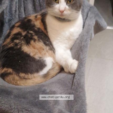 Photo 1/1 POPPY Chat lost in Les molieres