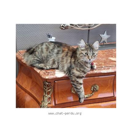 Foto van vermiste kat in Mons