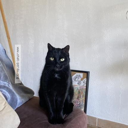 Photo 1/1 Prince Chat lost in Brive la gaillarde